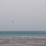 Seagulls
