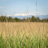 Reeds