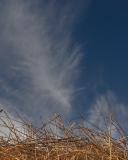Feather