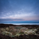 Moor