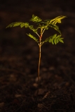 New Growth