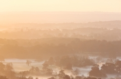 Misty Morning