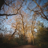 Winter Light