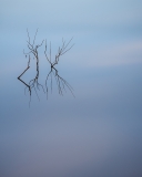 Falling Branches