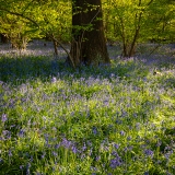 Bluebells